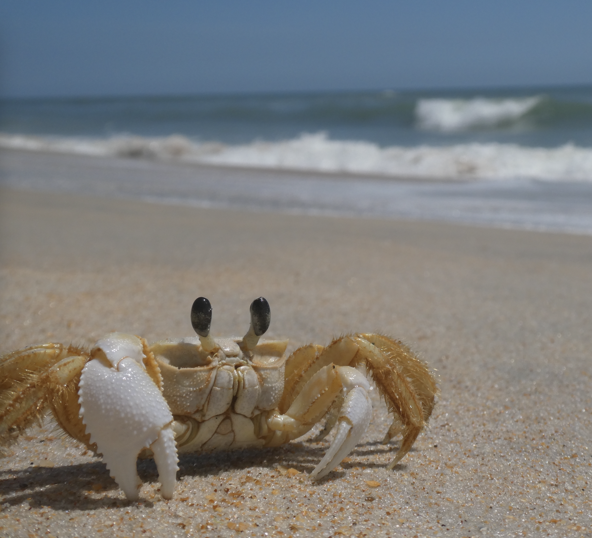 A crab at the beach with ocean waves in the background